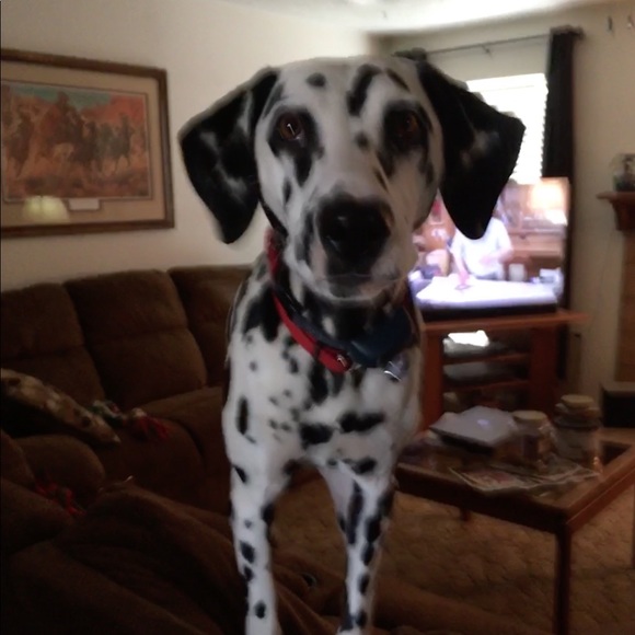 Meet your Posher, Ingrid - Picture 1 of 1